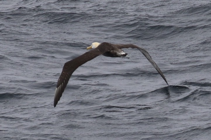 Waved Albatross - ML124959981