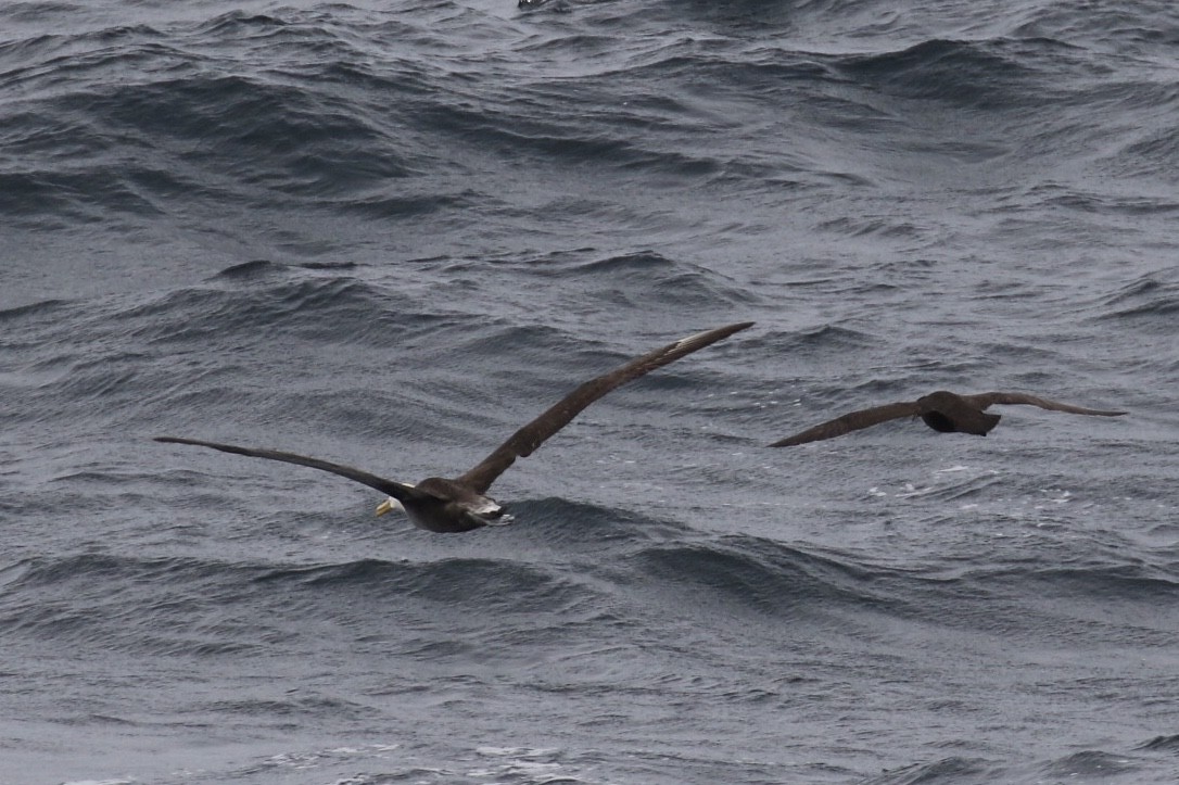 Waved Albatross - ML124960011