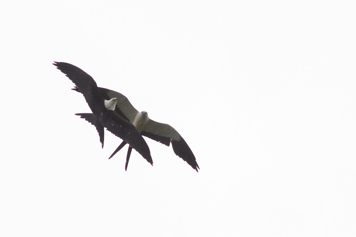 Swallow-tailed Kite - Angus Pritchard