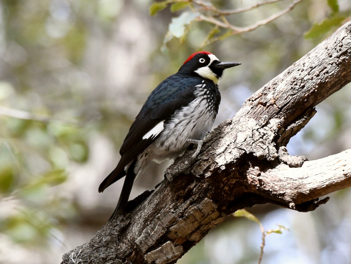 Acorn Woodpecker - ML124960271