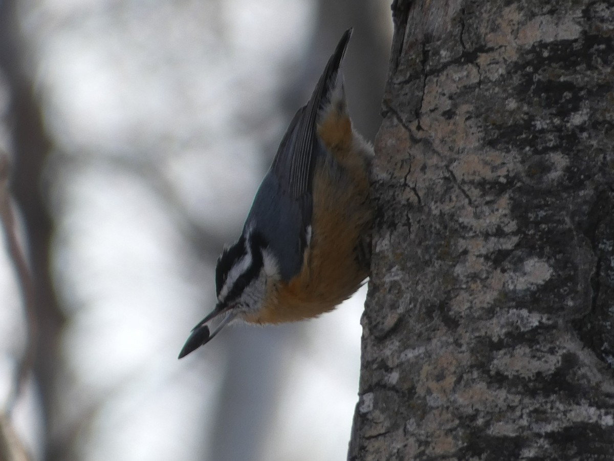 Red-breasted Nuthatch - Laurie Koepke