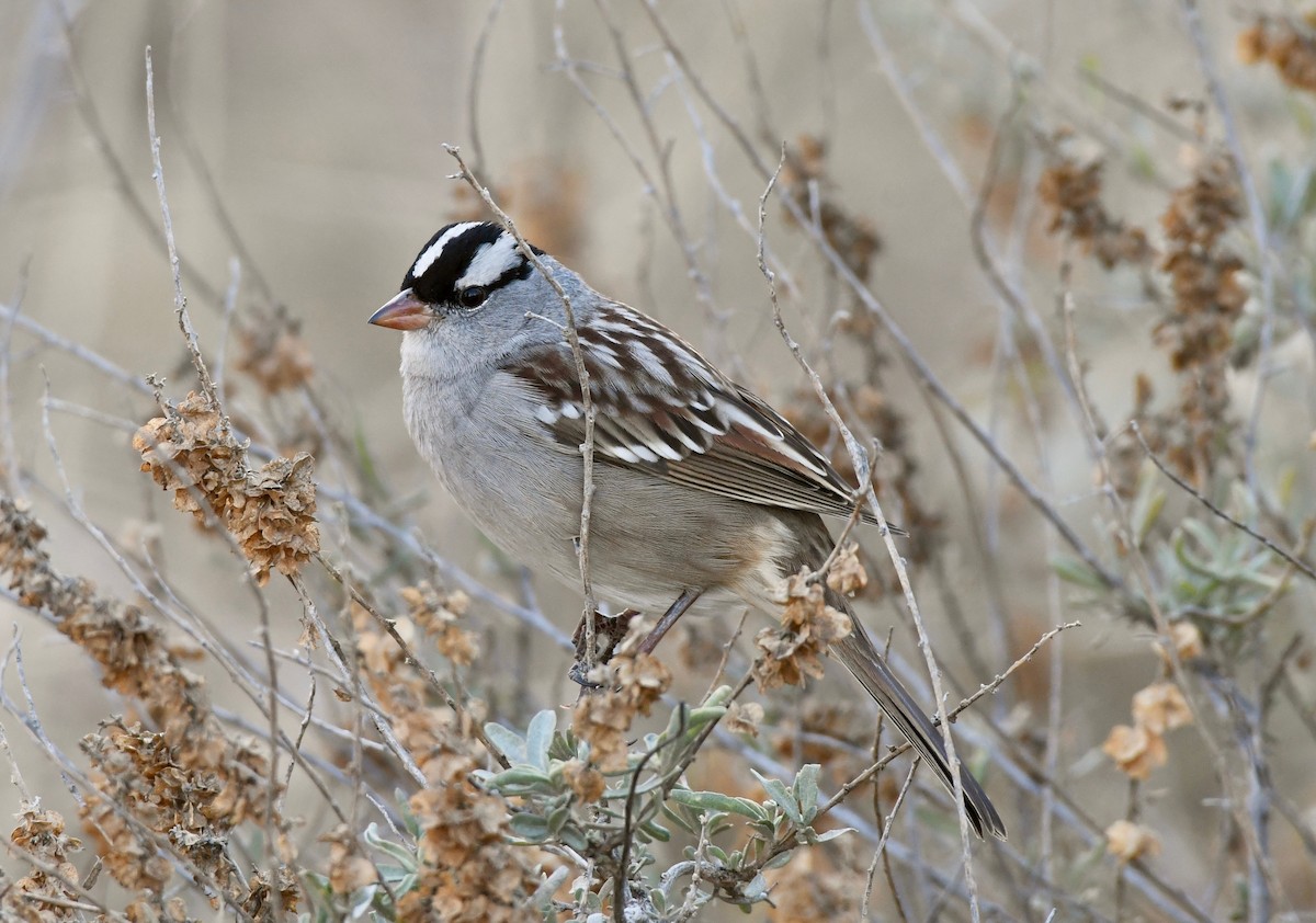 White-crowned Sparrow (Dark-lored) - ML124964201