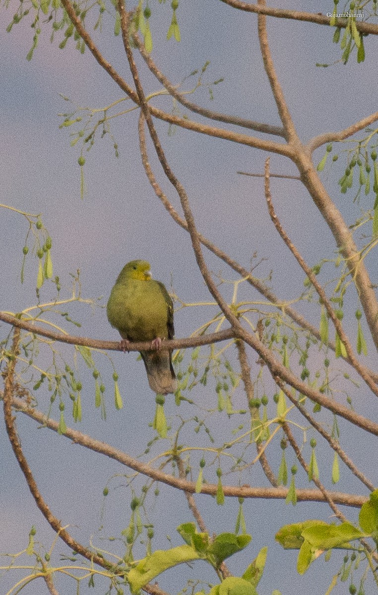 Gray-fronted Green-Pigeon - ML124968311