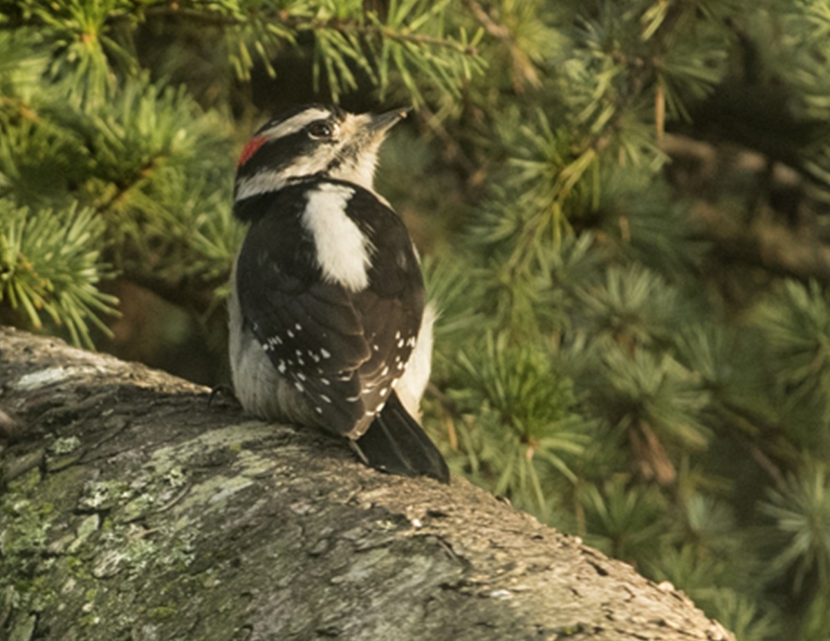 Downy Woodpecker (Pacific) - Ken Langelier