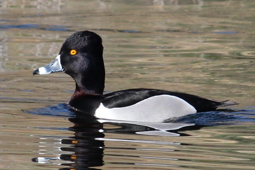 Ring-necked Duck - ML124977021