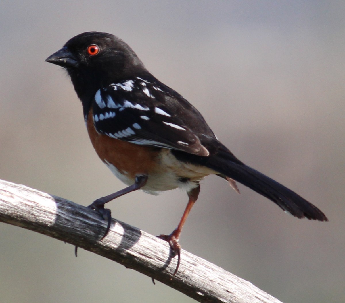 Spotted Towhee - ML124978041