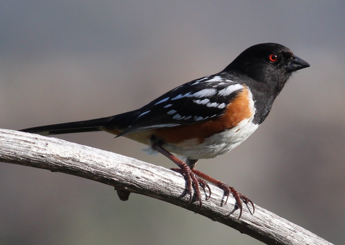 Spotted Towhee - ML124978051