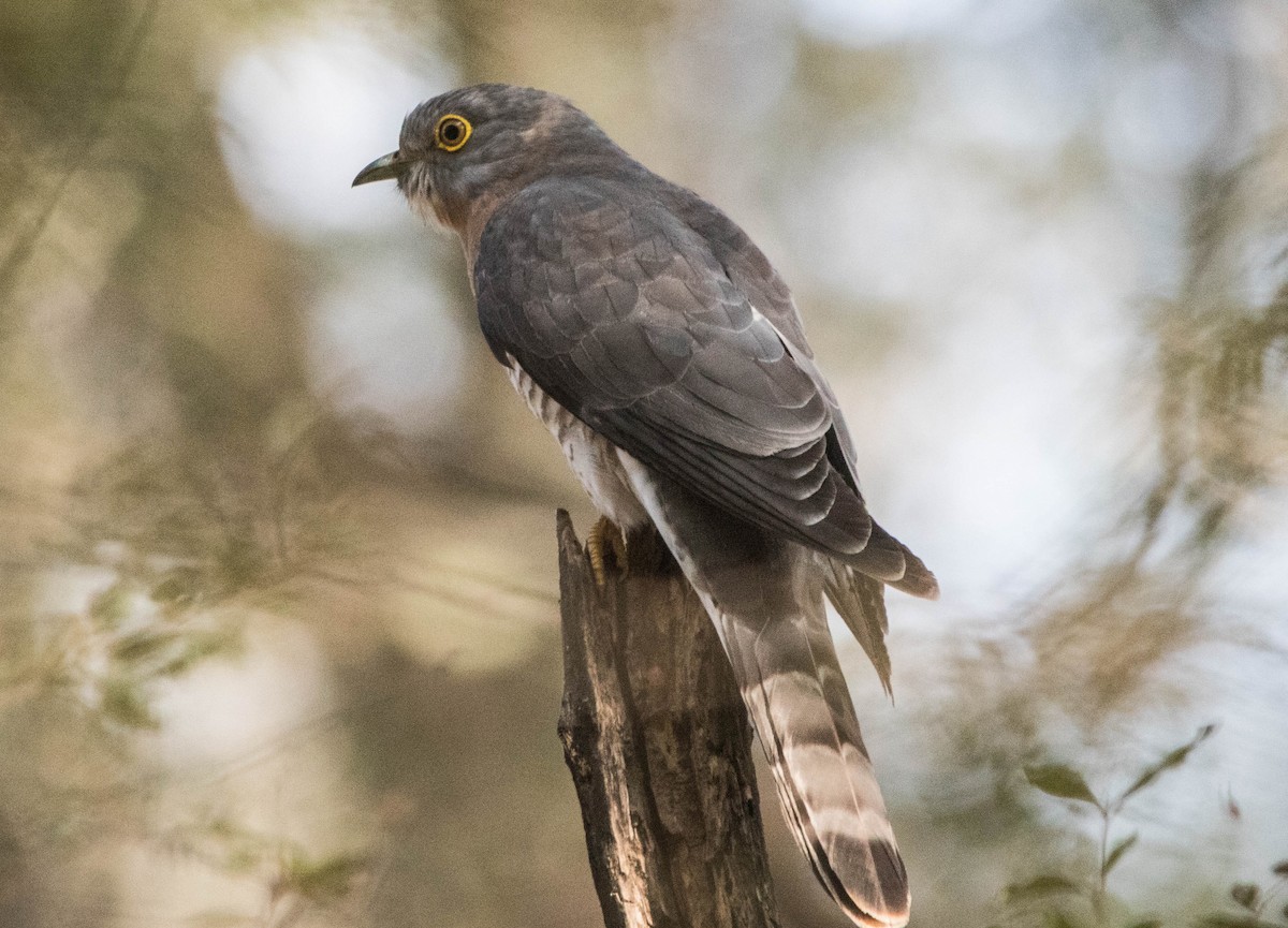 Common Hawk-Cuckoo - dhanapal kondasamy
