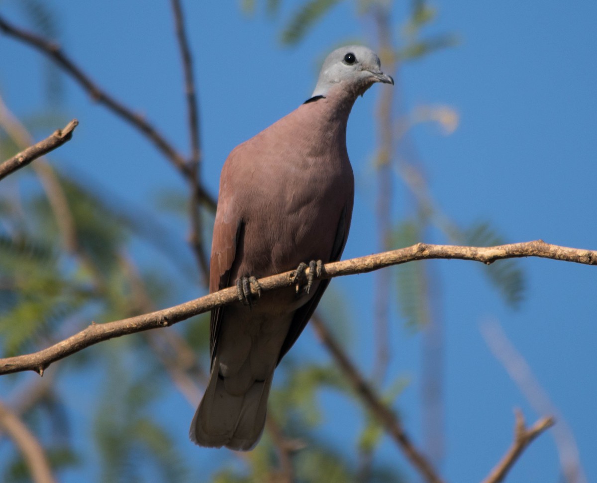 Red Collared-Dove - dhanapal kondasamy