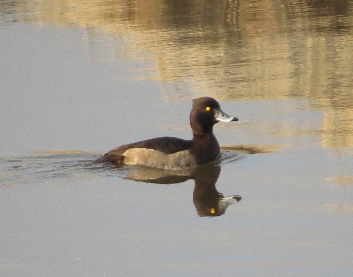 Tufted Duck - ML124979461