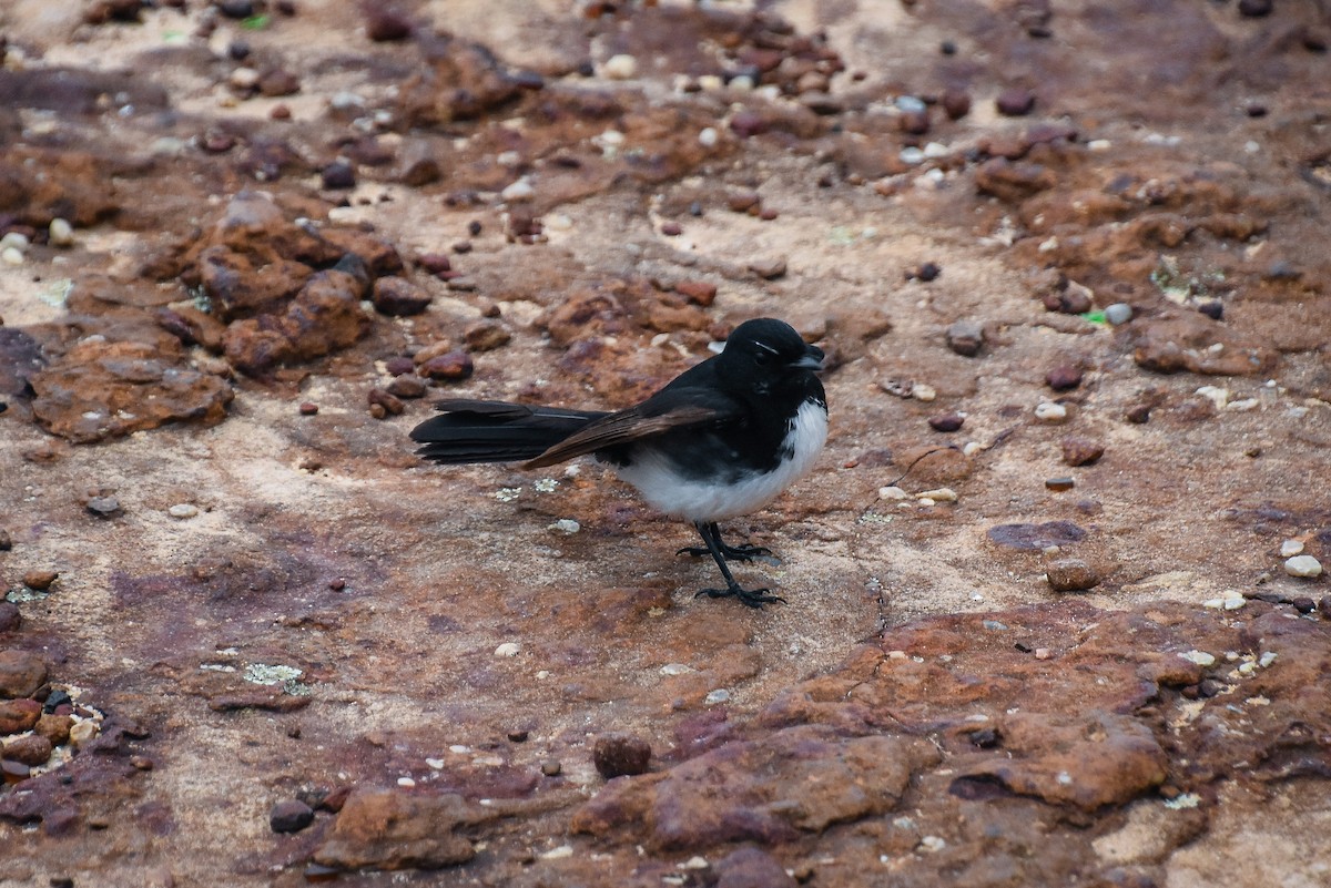 Willie-wagtail - ML124983071