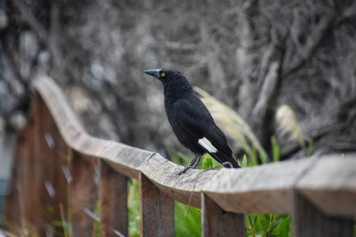 Pied Currawong - ML124983211