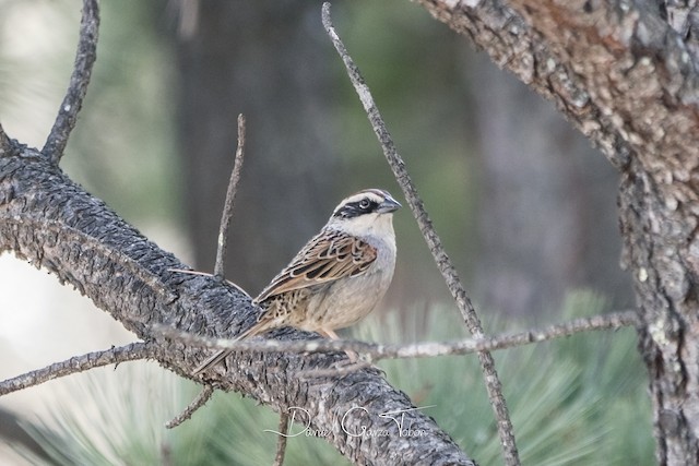 Dorsolateral view (presumably subspecies&nbsp;<em>palliatus).</em> - Striped Sparrow - 
