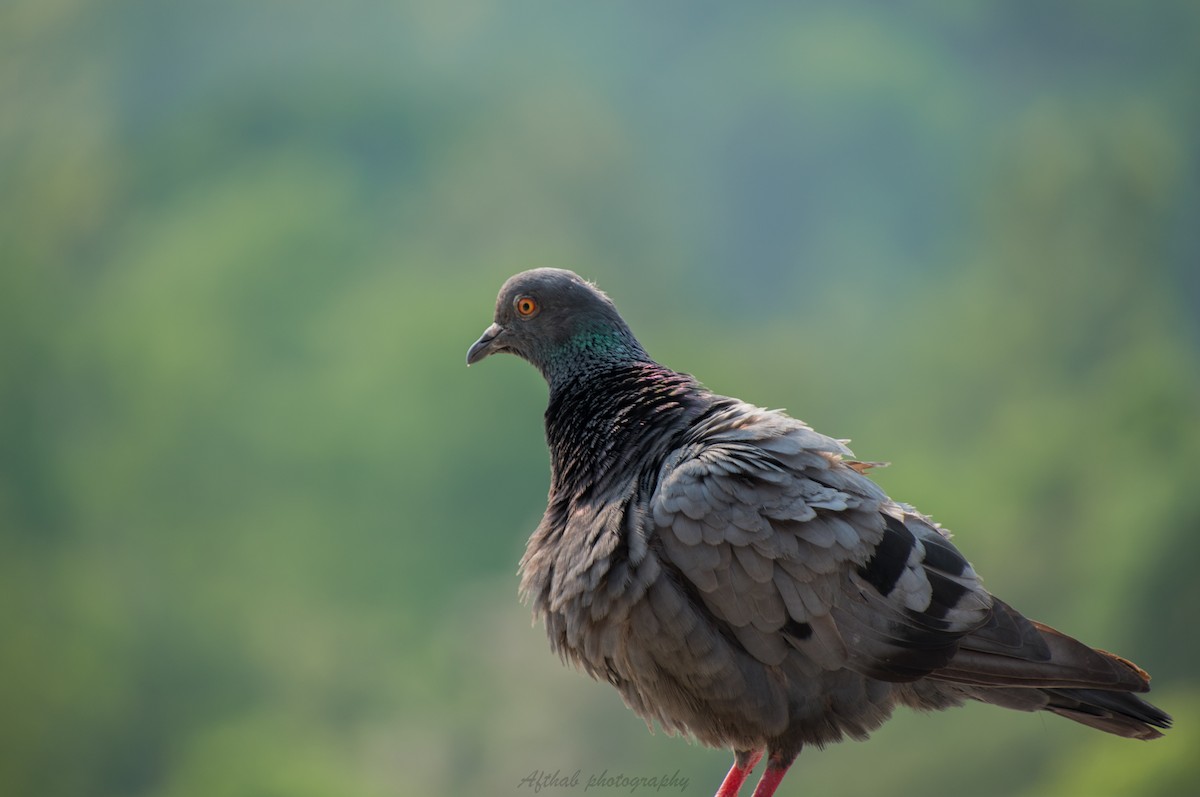 Rock Pigeon (Feral Pigeon) - Afthab Faisal k