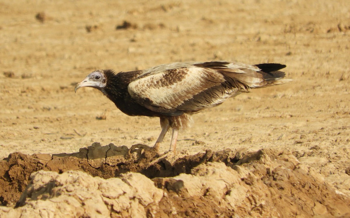 Egyptian Vulture - Frank Antram