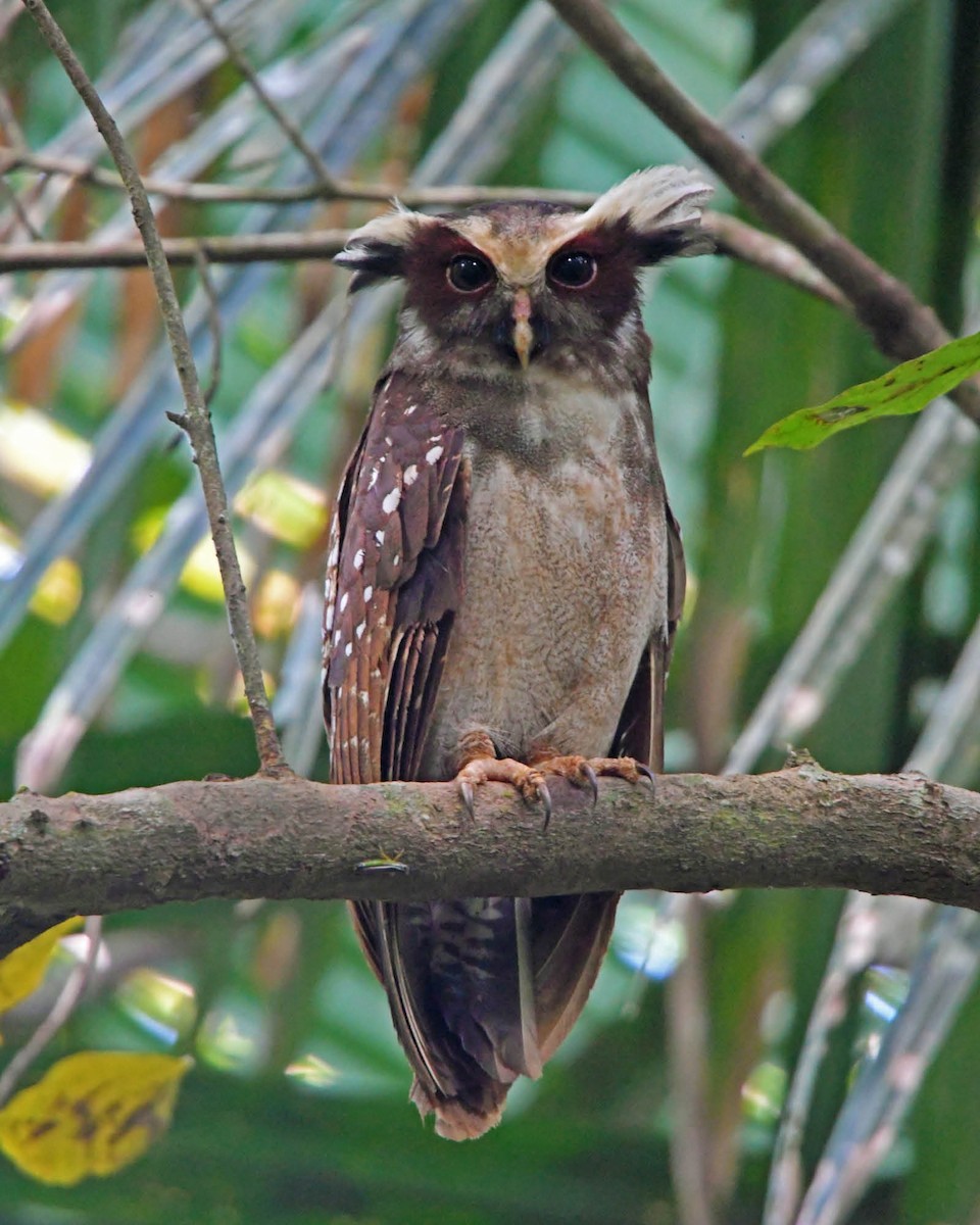 Crested Owl - ML124993851
