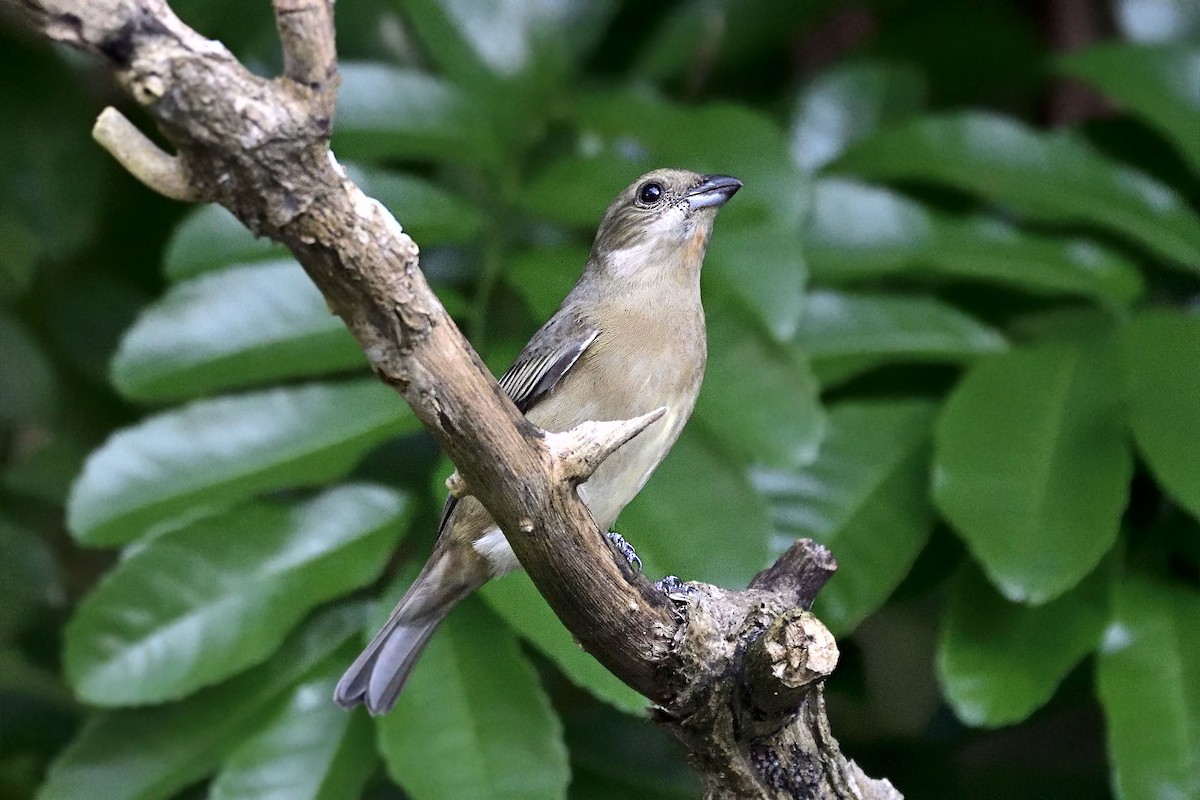 Western Spindalis (Cozumel I.) - Luis Guillermo