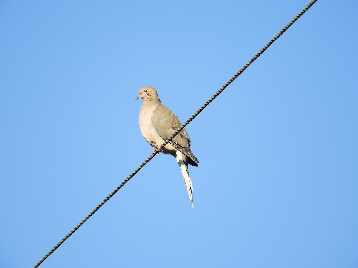 Mourning Dove - Shane Carroll