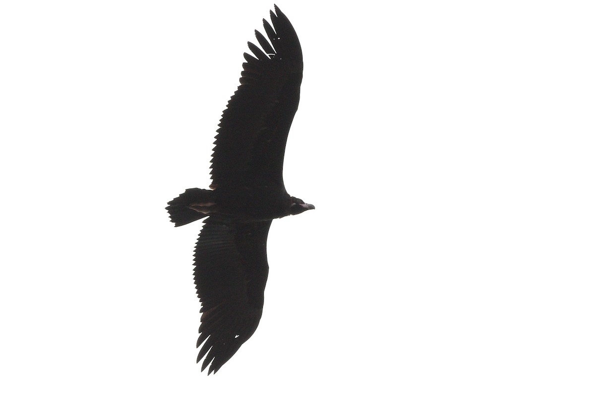 Cinereous Vulture - ML124998401