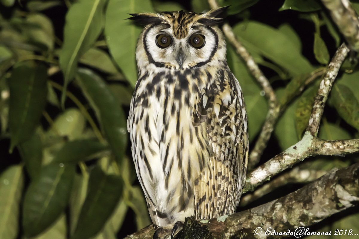 Striped Owl - ML124998701