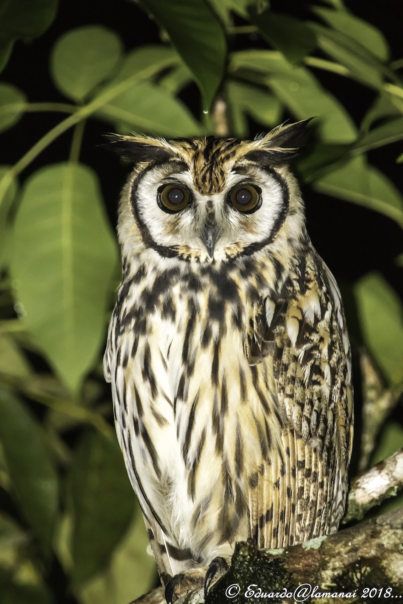 Striped Owl - ML124998751