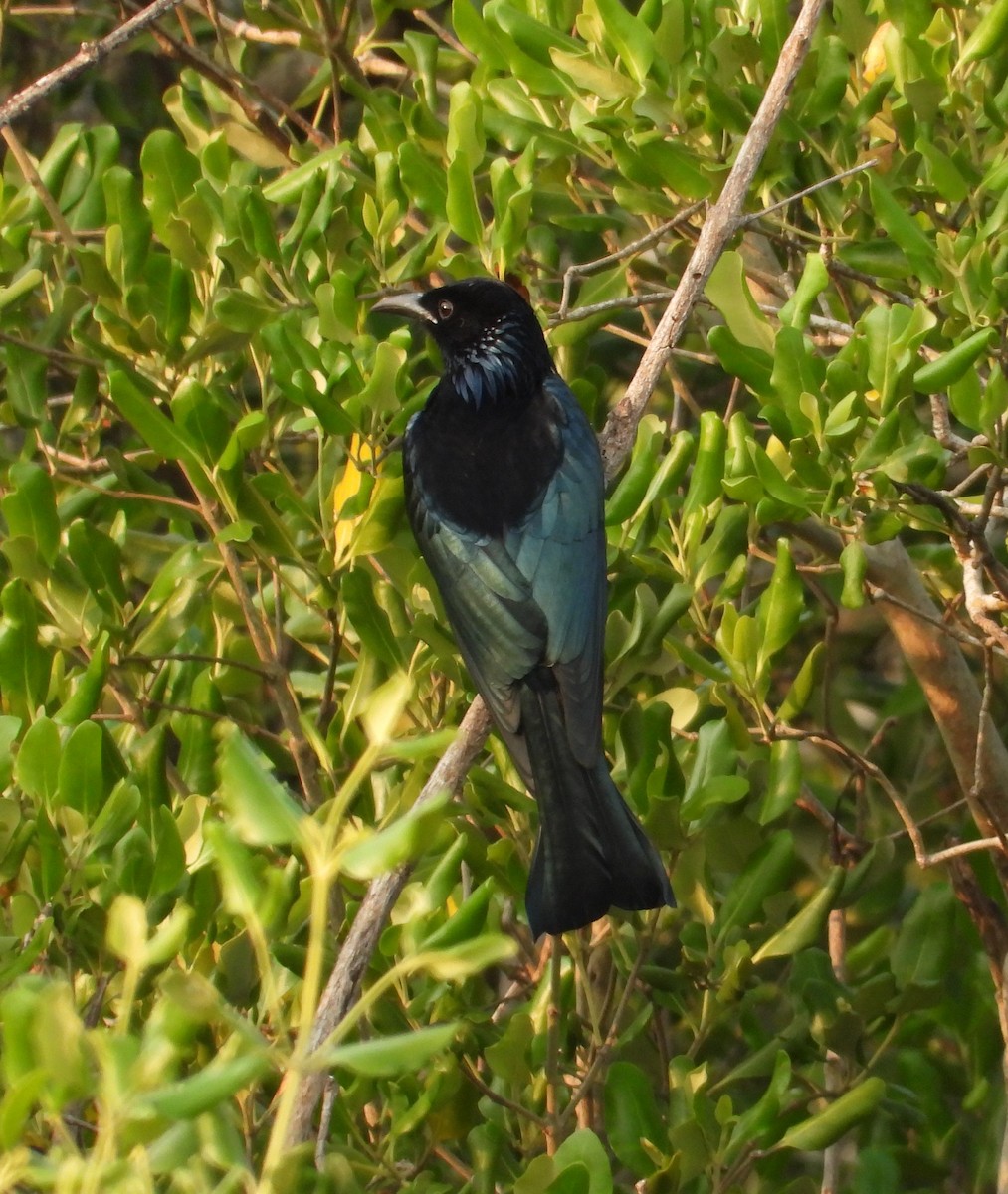Hair-crested Drongo - Ben Weil