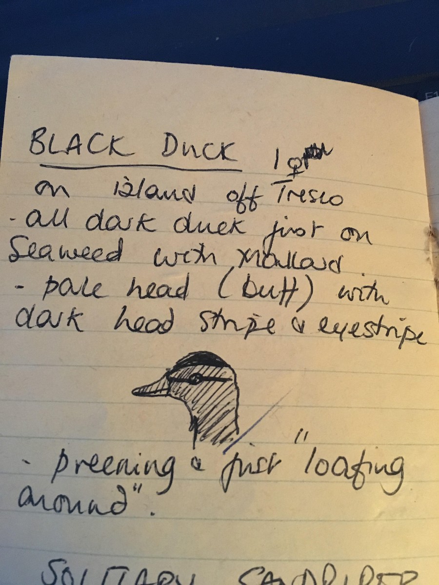 American Black Duck - ML125000981