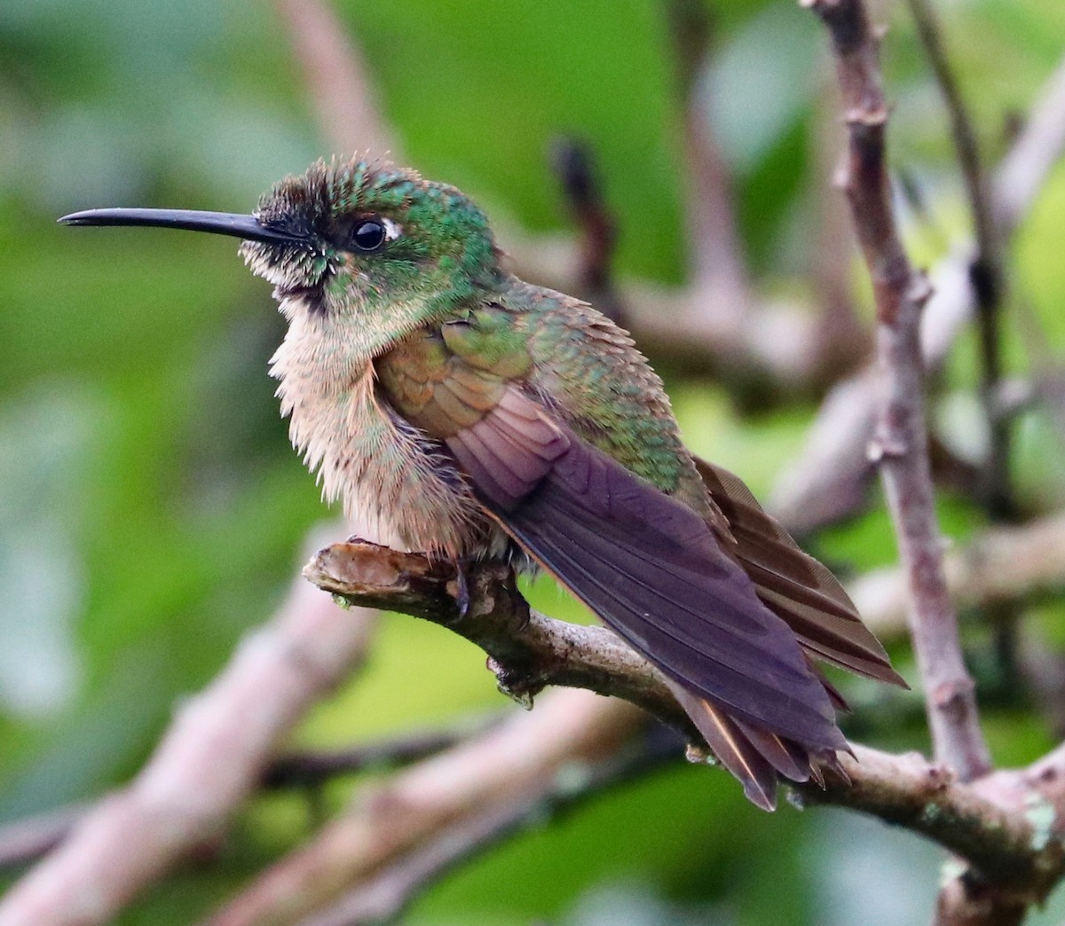 kolibřík hnědobřichý - ML125002741