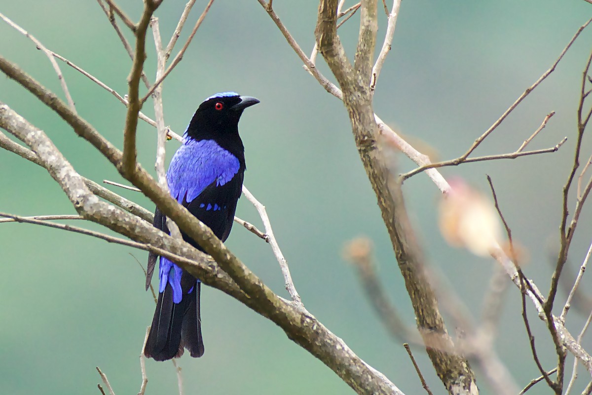 Asian Fairy-bluebird - ML125003931