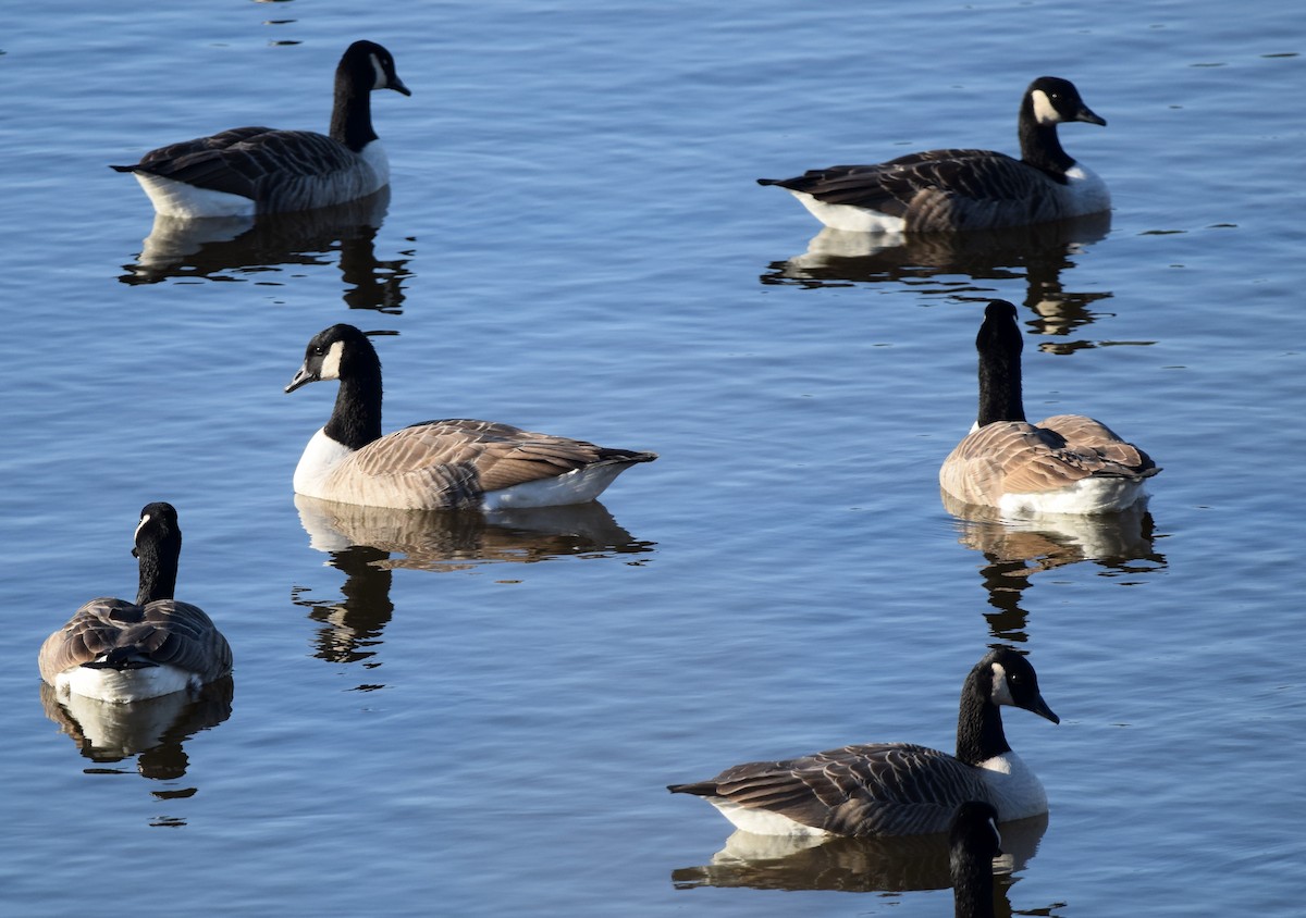 Canada Goose - A Emmerson