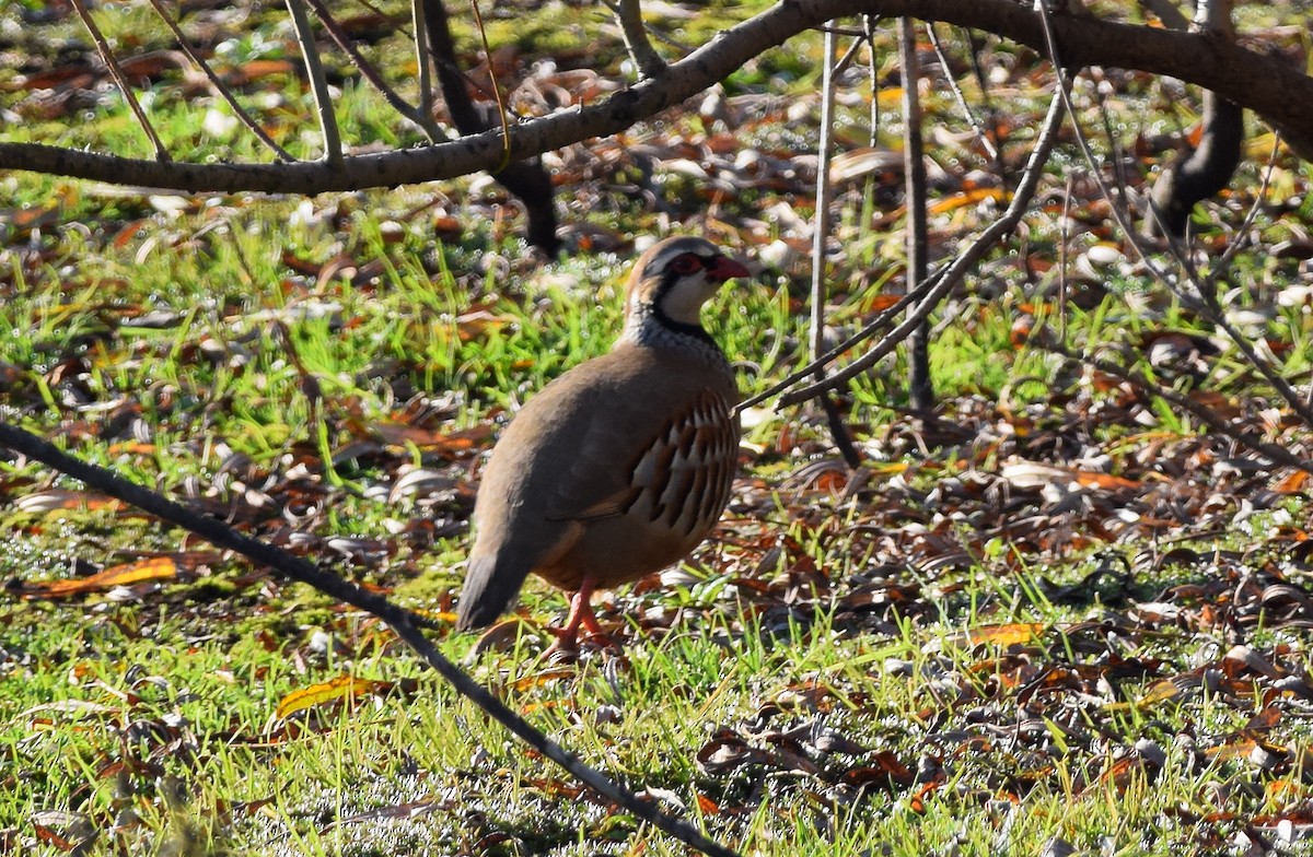 Red-legged Partridge - A Emmerson