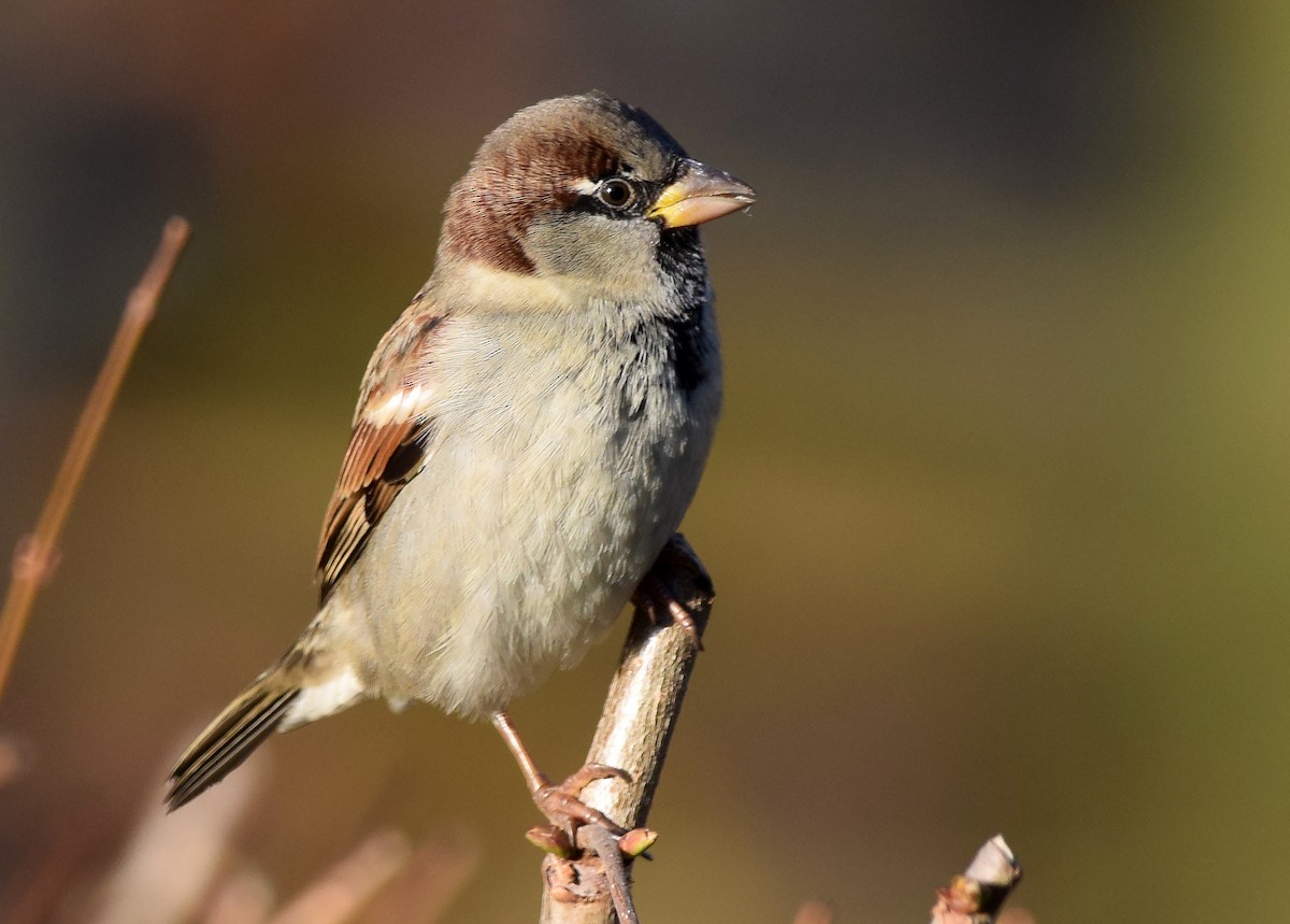 House Sparrow - A Emmerson