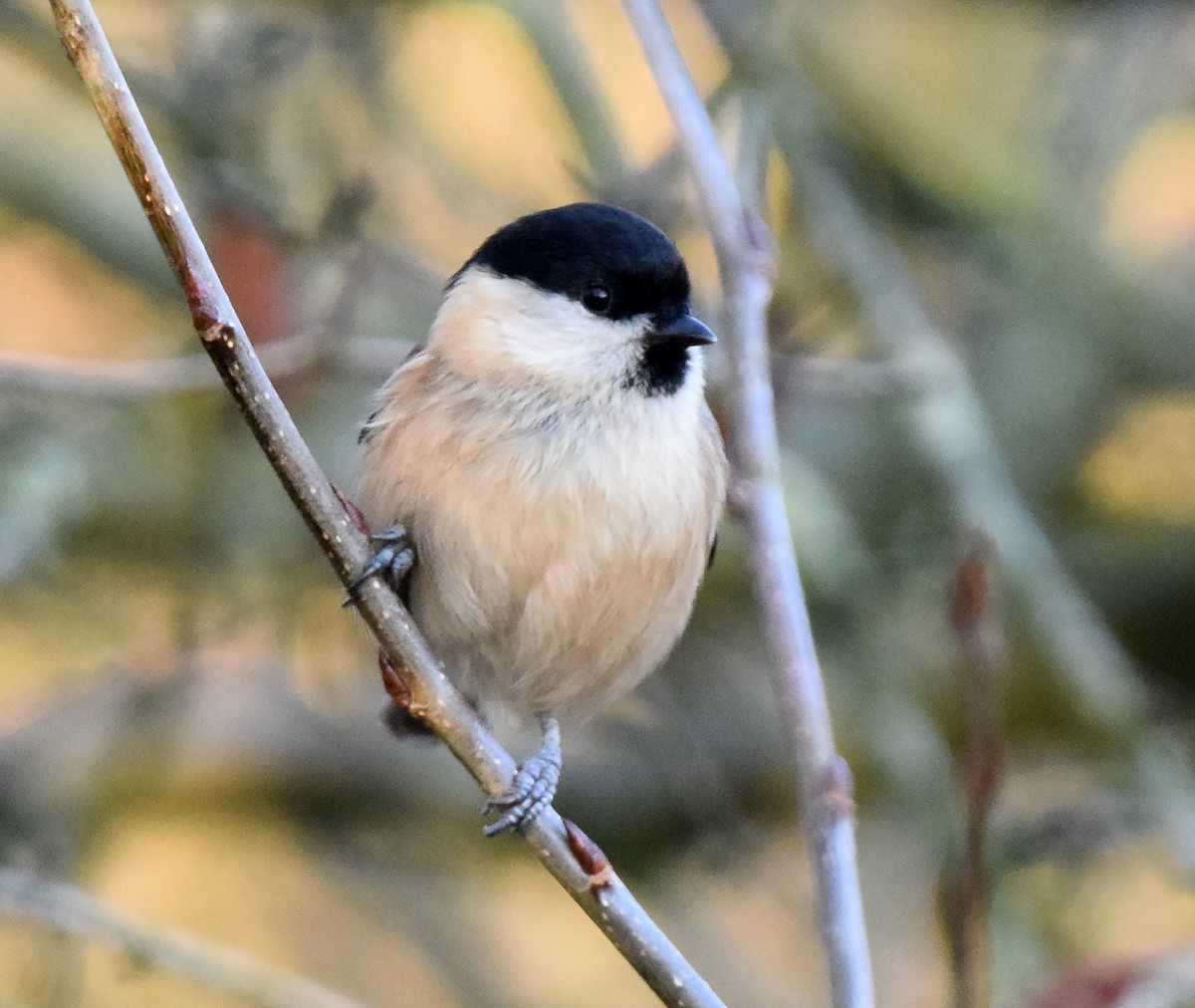 Willow Tit - A Emmerson