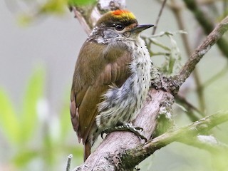  - Antillean Piculet