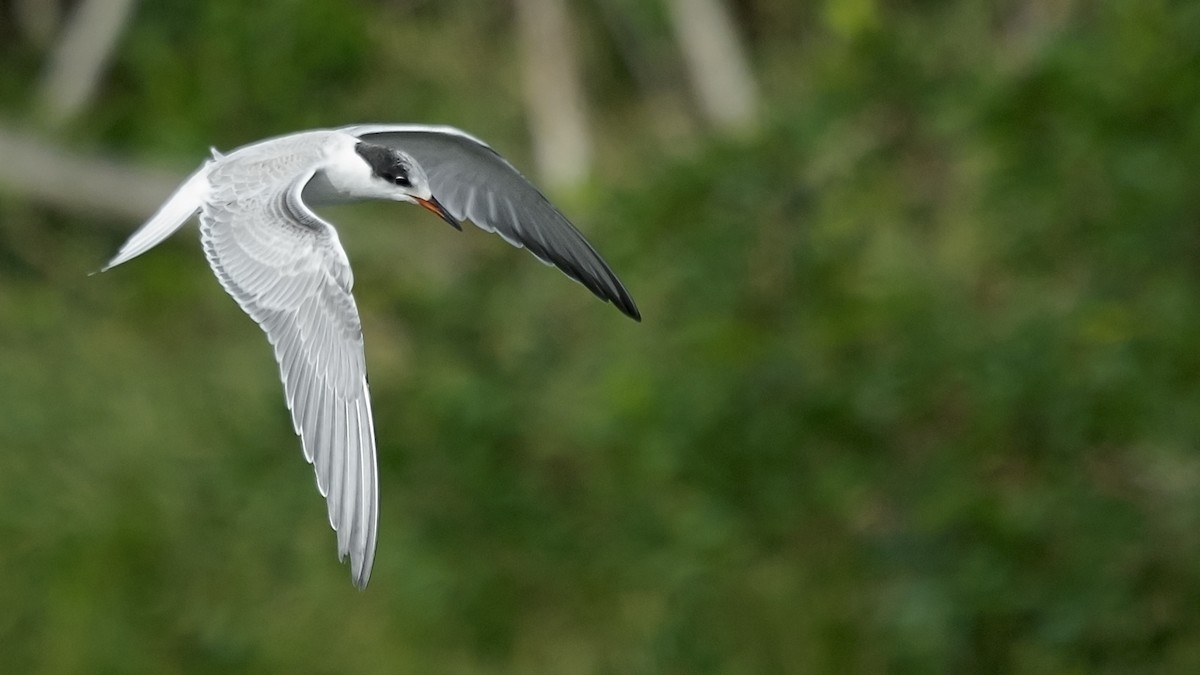 Common Tern - Tim White