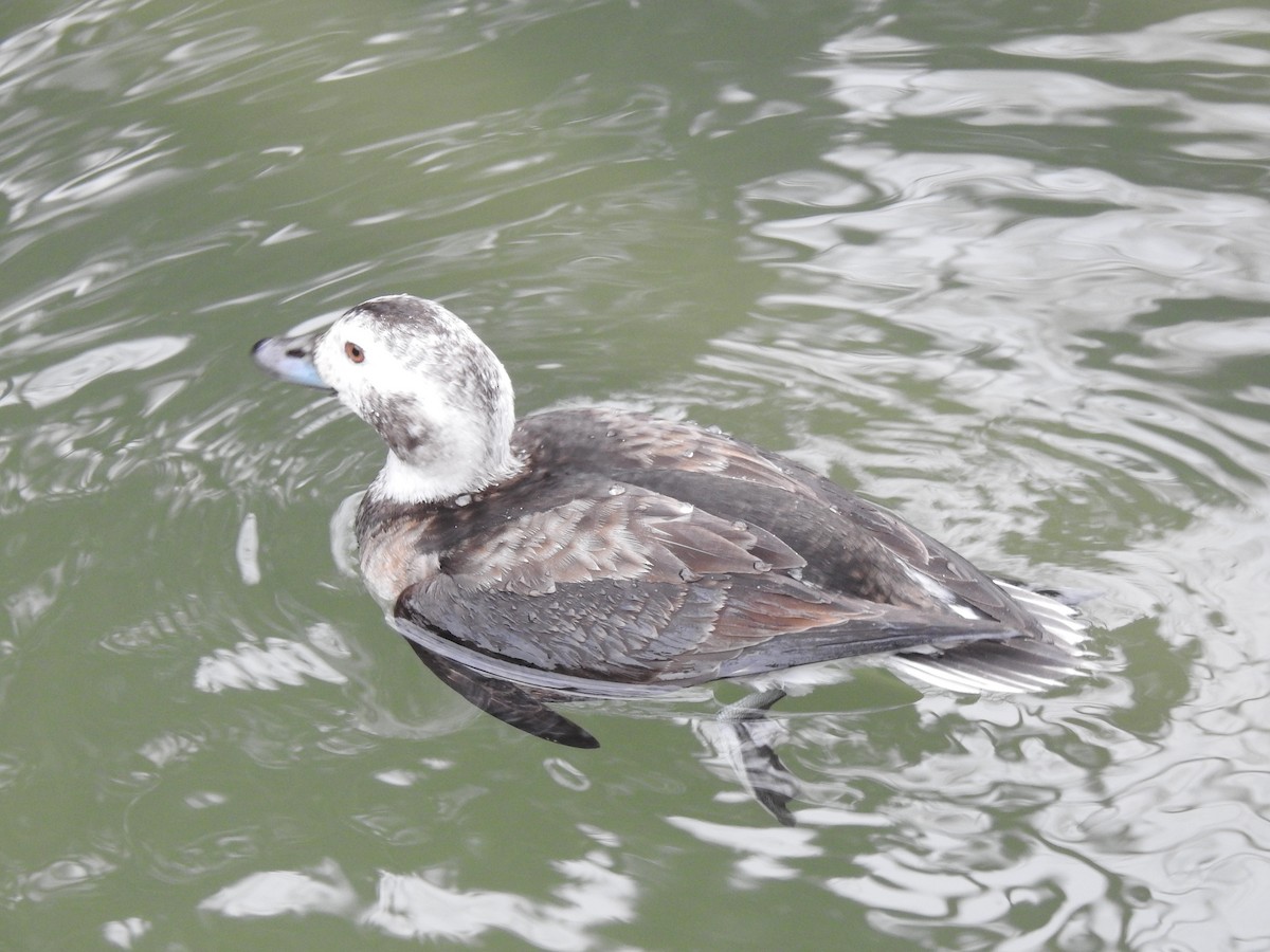 Long-tailed Duck - ML125018671