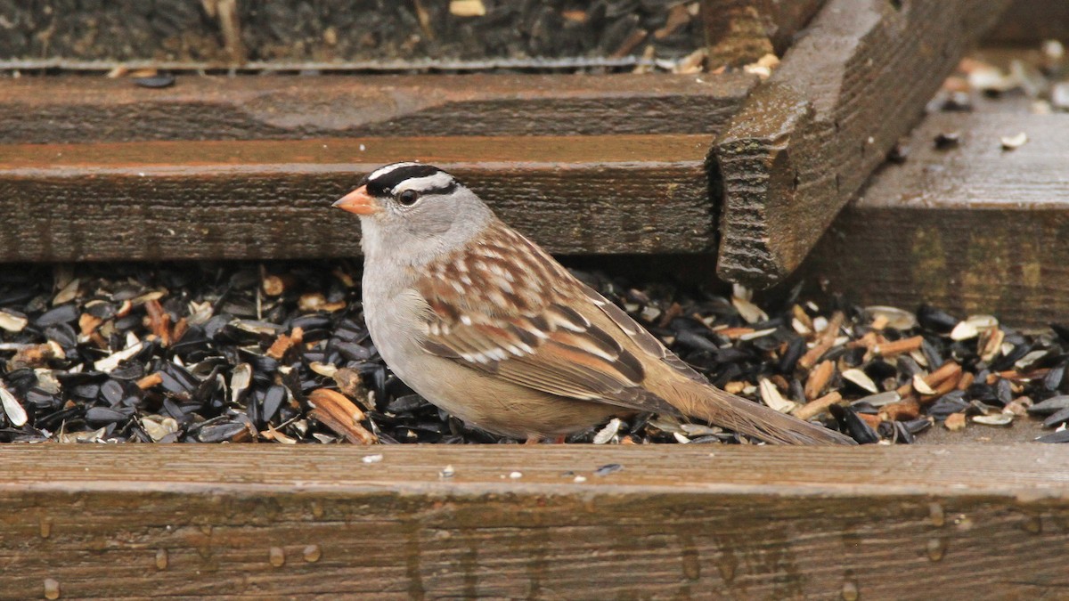 White-crowned Sparrow - Petra DeBruine