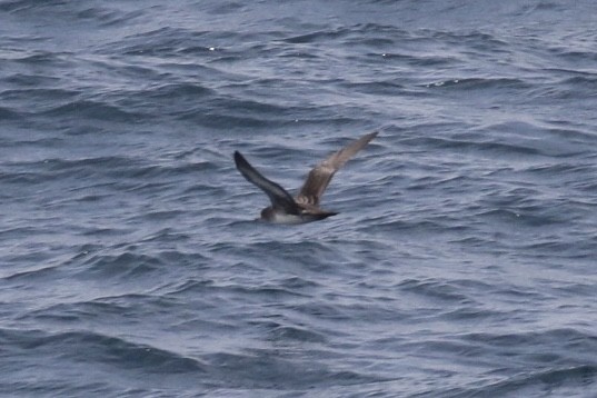 Pink-footed Shearwater - ML125019581