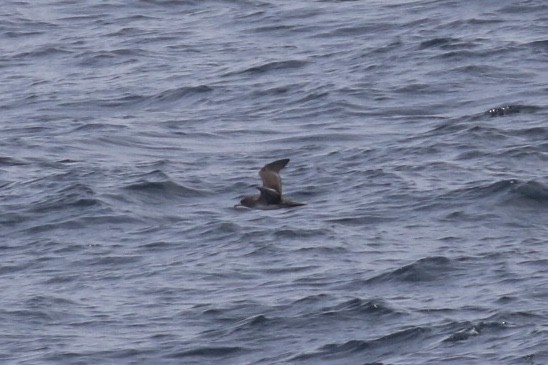 Pink-footed Shearwater - ML125019591