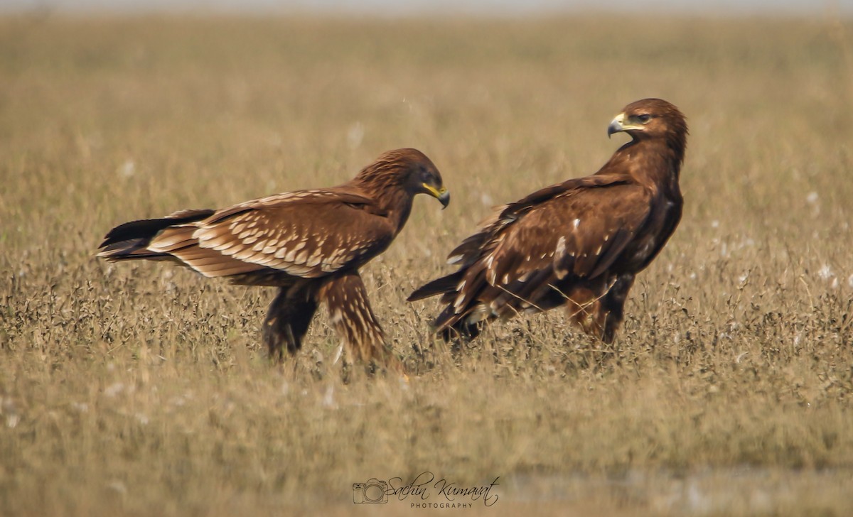 Greater Spotted Eagle - ML125020671