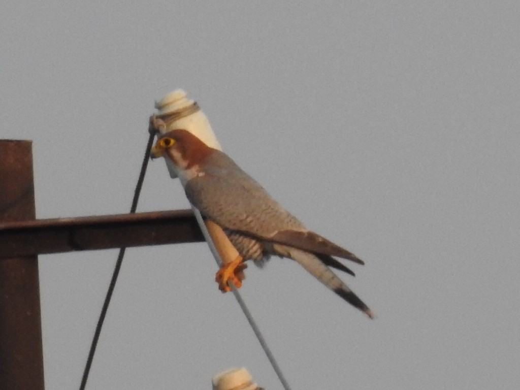 Red-necked Falcon - Shilpa Gadgil