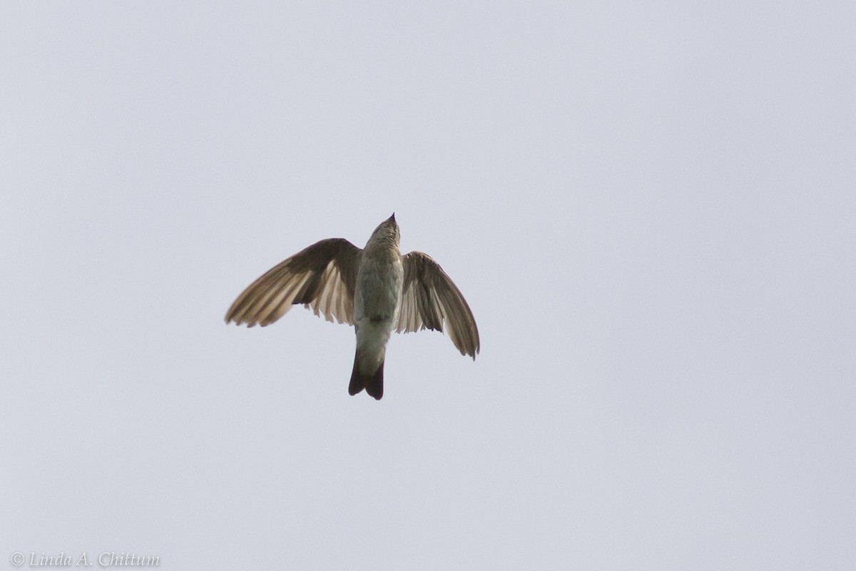 Northern Rough-winged Swallow - ML125024491