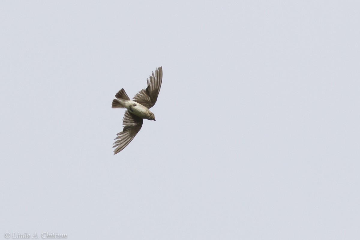 Northern Rough-winged Swallow - Linda Chittum