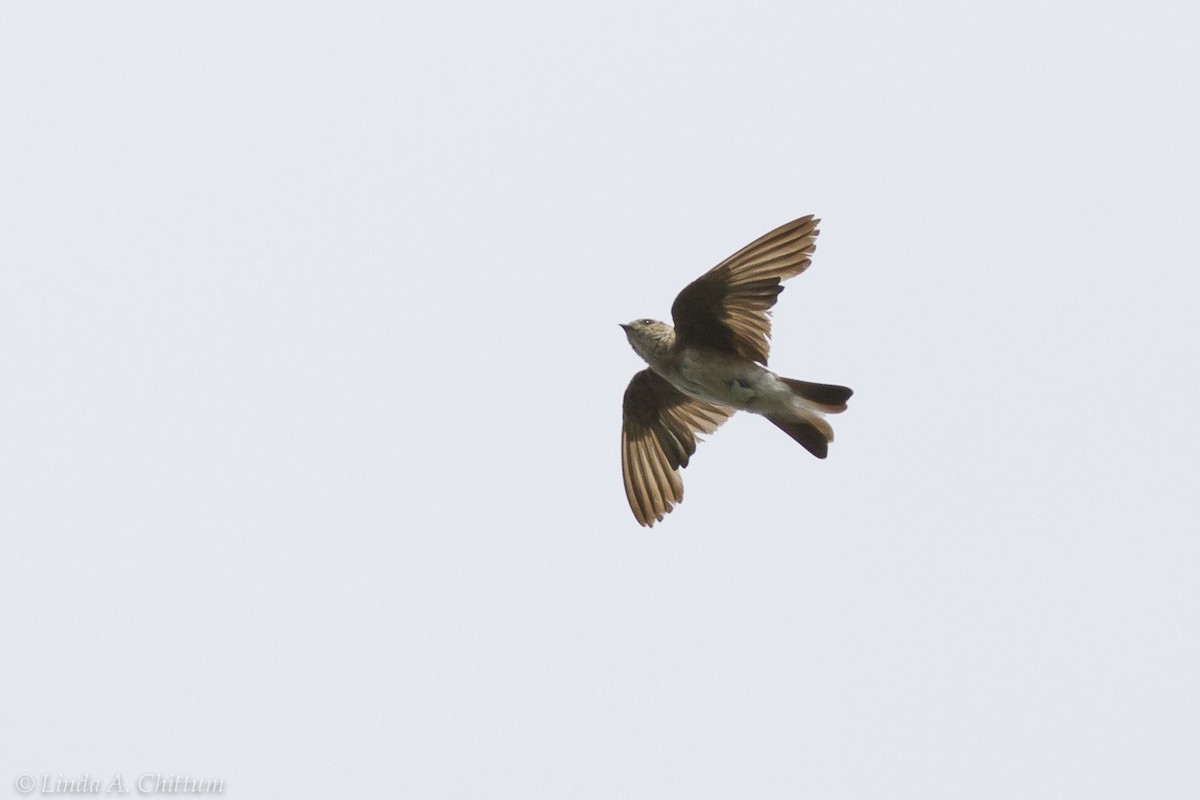 Northern Rough-winged Swallow - Linda Chittum