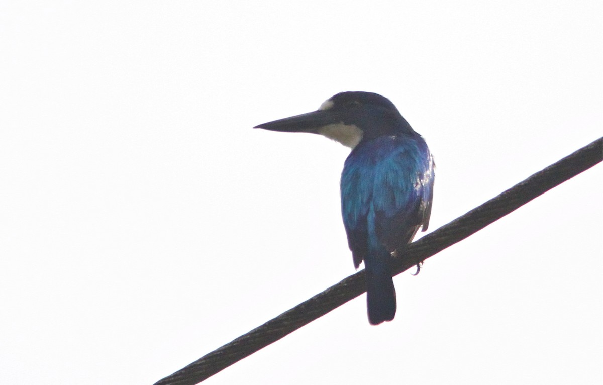 Blue-and-white Kingfisher - ML125026331