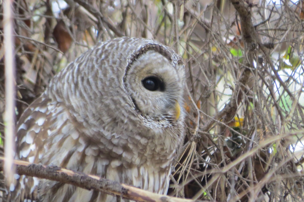 Barred Owl - ML125027971