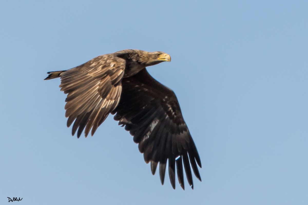 White-tailed Eagle - Dobrin Botev
