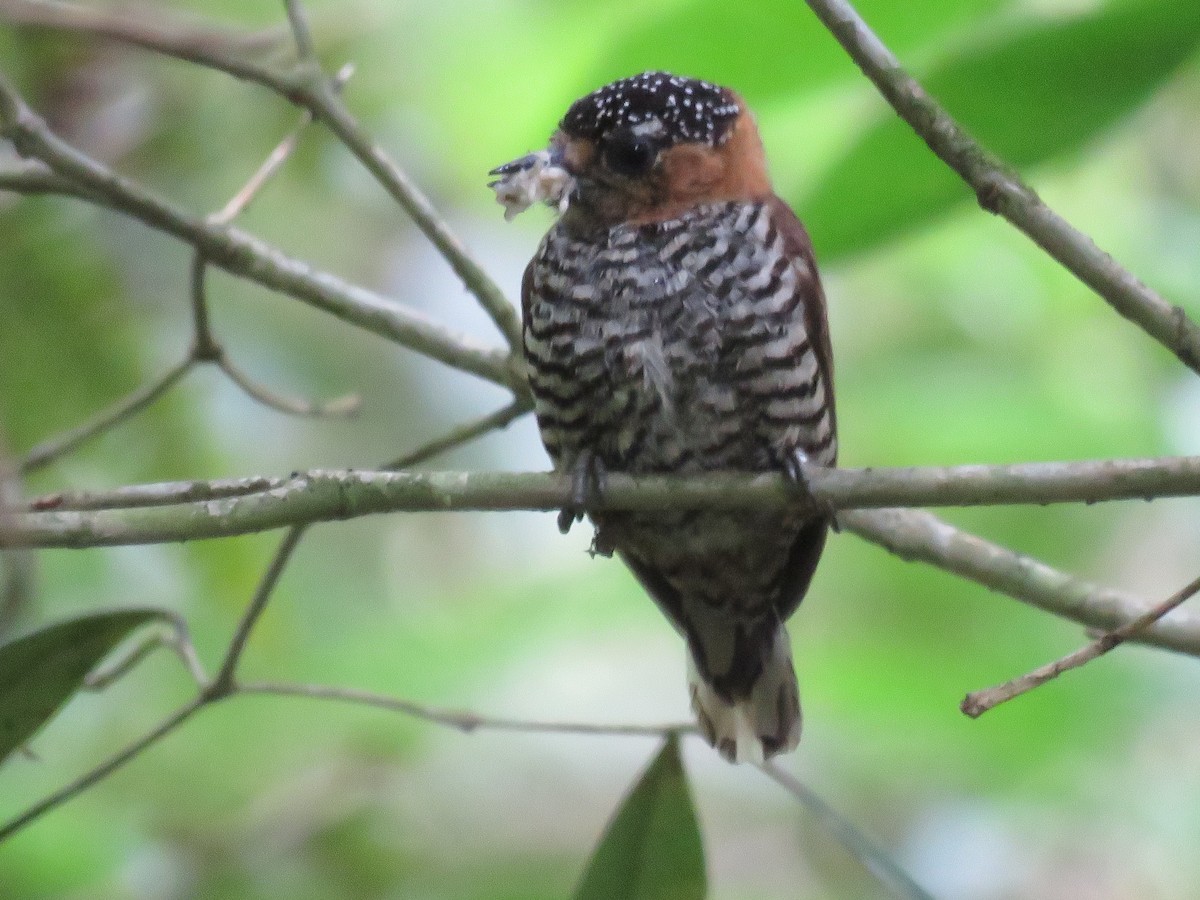 Ochre-collared Piculet - ML125029801