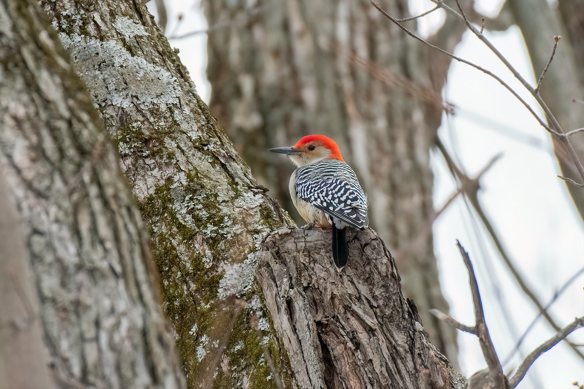 Red-bellied Woodpecker - Kyle Tansley