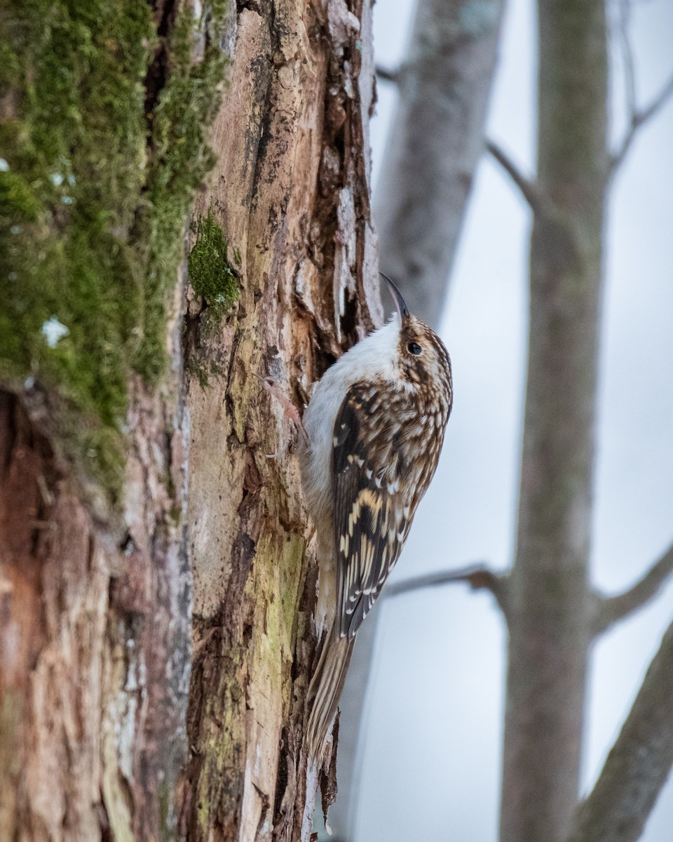 Brown Creeper - Kyle Tansley